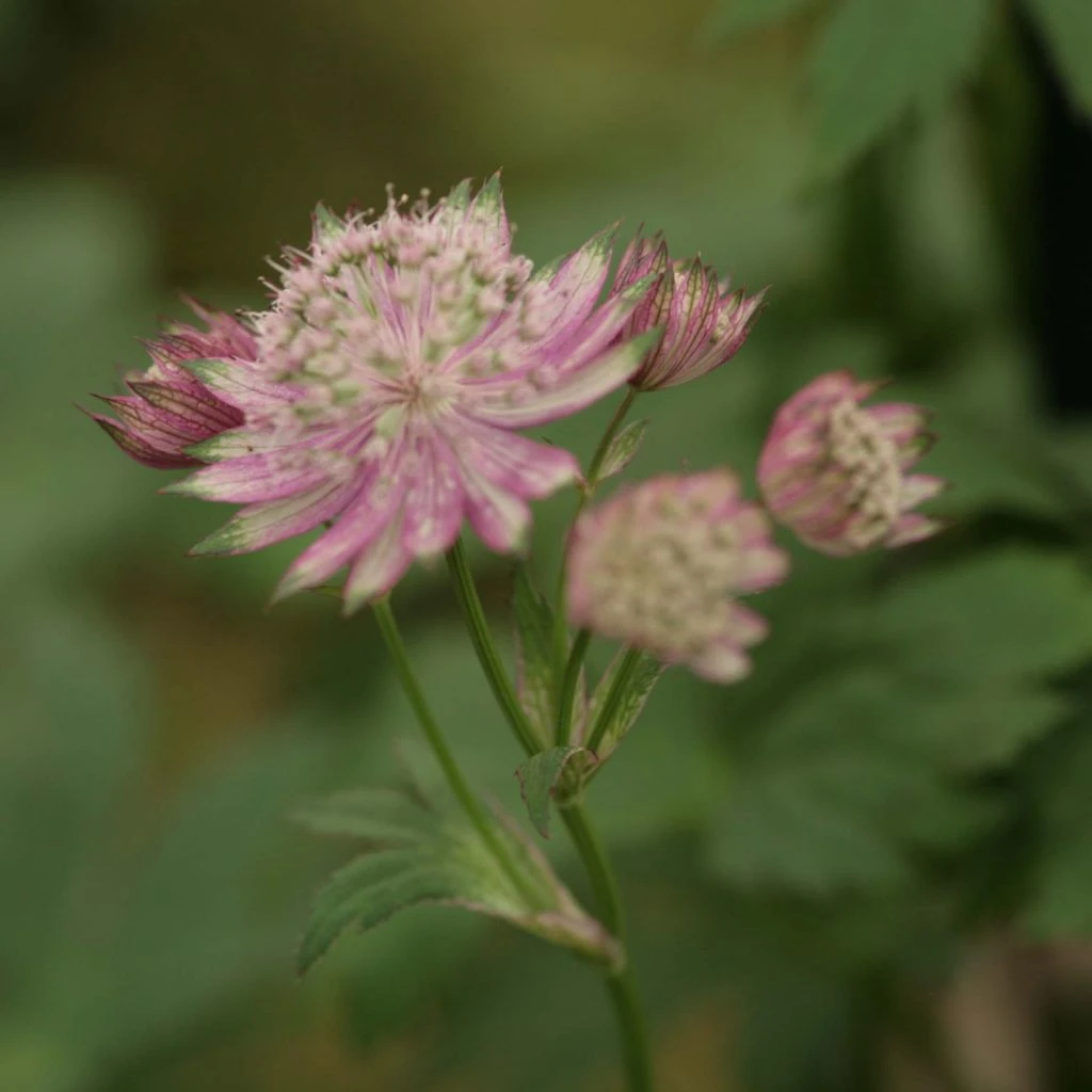 Astrantia major Pink Pride