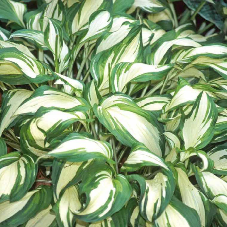 Hosta Undulata - Le pot de 9 x 9 cm