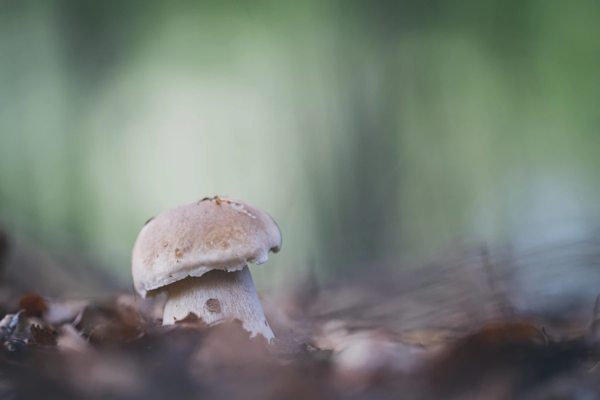 Balade pour ceuillette de Champignon