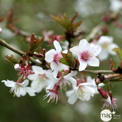 Prunus incisa Kojo No Mai : pot 3L