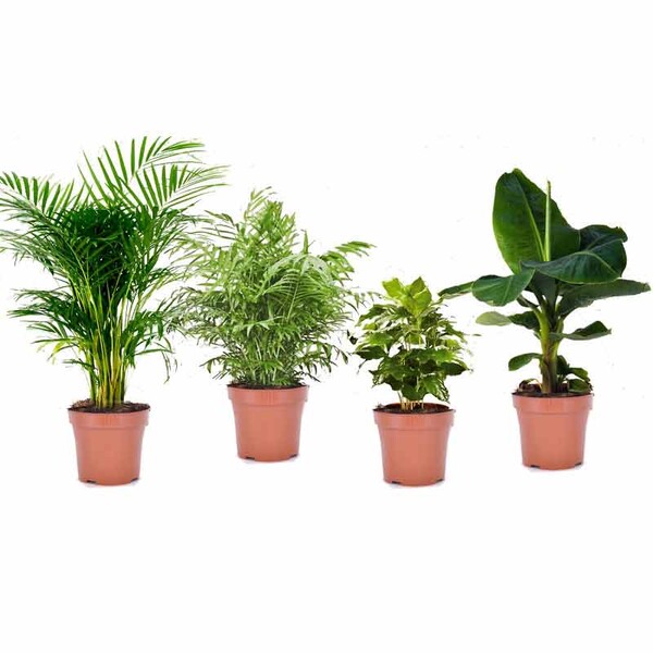 plante d’intérieur