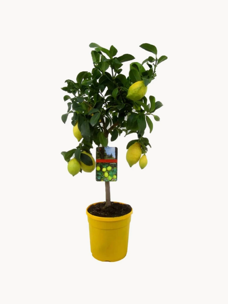 Plante naturelle Citronnier Limon