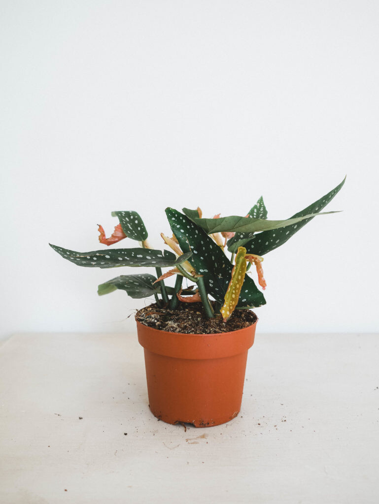 Begonia Maculata I Maison Bouture