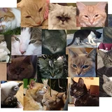 catsintheair2016