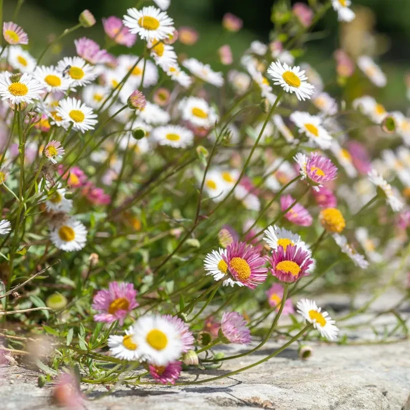 Erigeron karvinskianus - Vergerette de Karvinsky - Pâquerette des murailles
