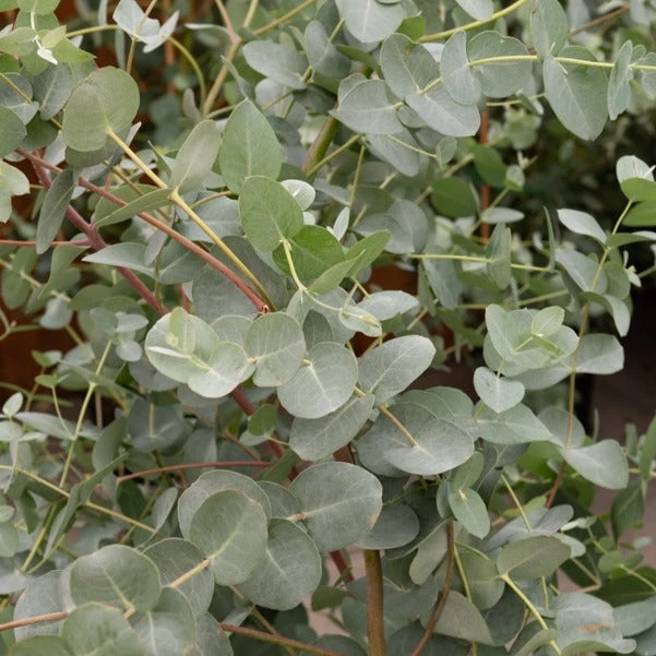 Eucalyptus gunnii