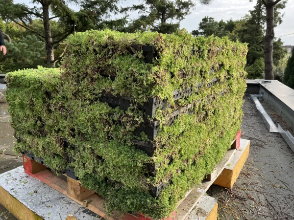 Bacs ou dalles de sedum pour toit végétal à faible CME