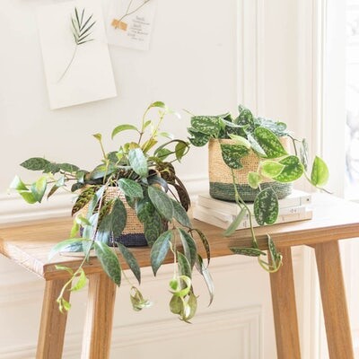 Assortiment de plantes Betty - Commander des plantes suspendues en livraison partout en France | Bergamotte
