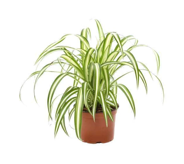 Plante araignée ou Chlorophytum comosum : Pot Ø12cm H.40cm