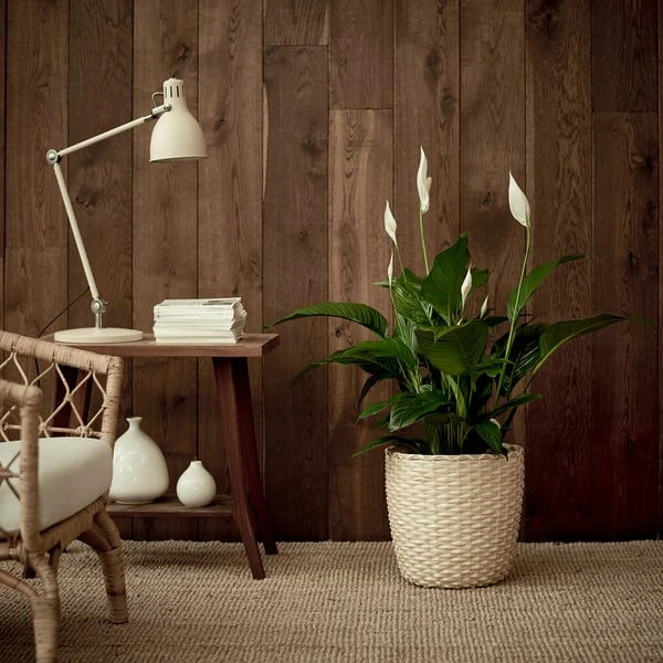 Plante naturelle d'intérieur