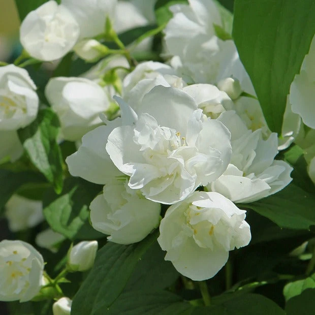 Seringat virginal - Philadelphus