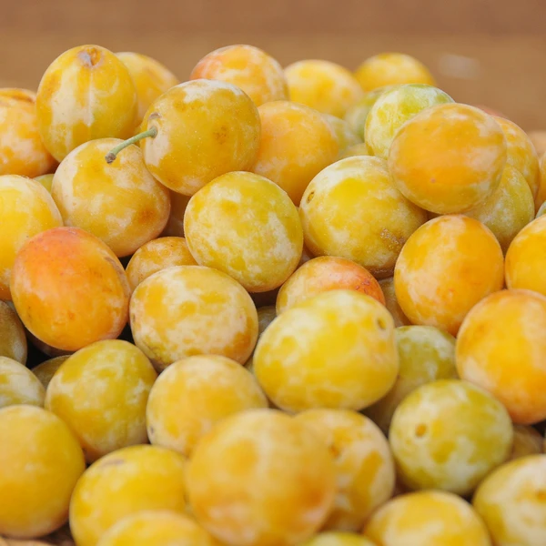 Prunier Reine-Claude d’Oullins