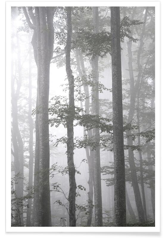 Foggy Autumn Forest affiche