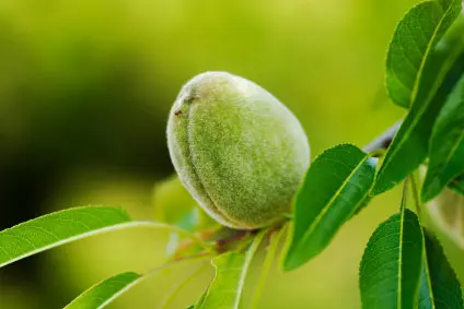 Almendro Guara - Agroforestales ESLA