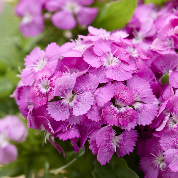Œillet de poète Barbarini Pink