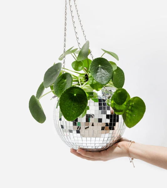 Pot de plantes disco boule à facettes