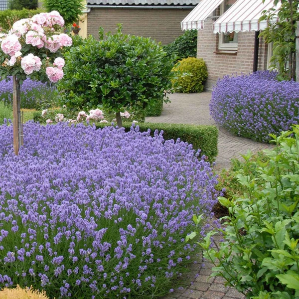 Lavande vraie 'Hidcote'