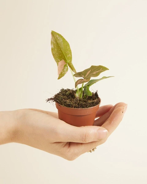 Acheter Syngonium Pink Splash S (Patte-d'oie ) en ligne | PLNTS.com