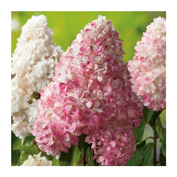 Hortensia Paniculata Vanille Fraise - pot 10 L