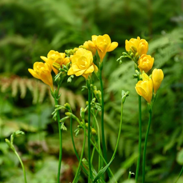 25 Freesias à fleurs doubles jaunes