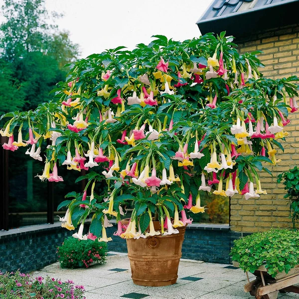 Trompette des anges 'Tricolor'