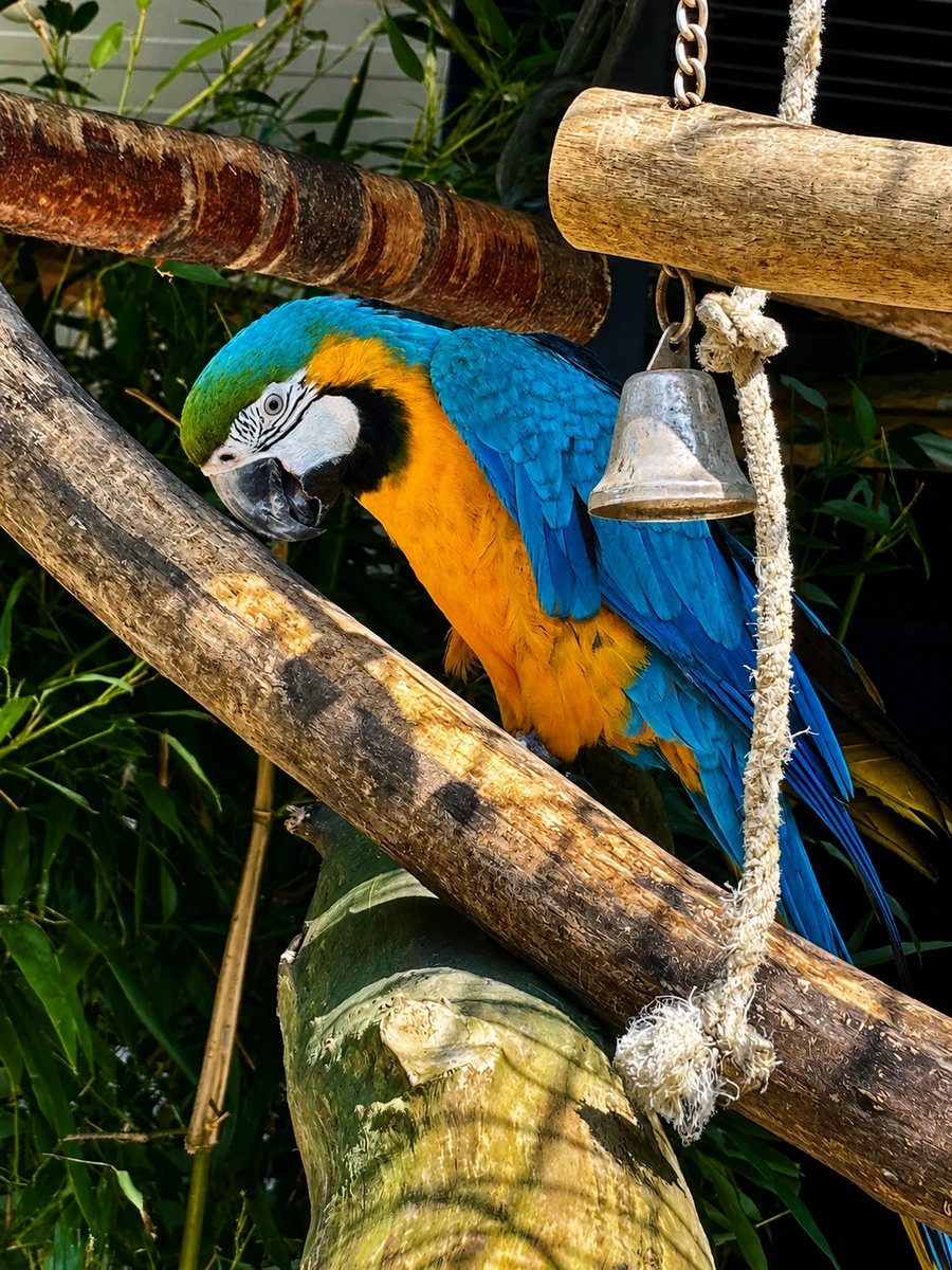 Le Paradis Ornithologique 62 