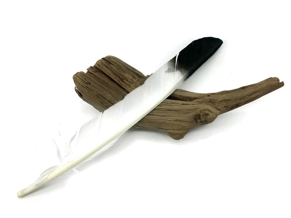6 long feathers perfect for tickling 🪶