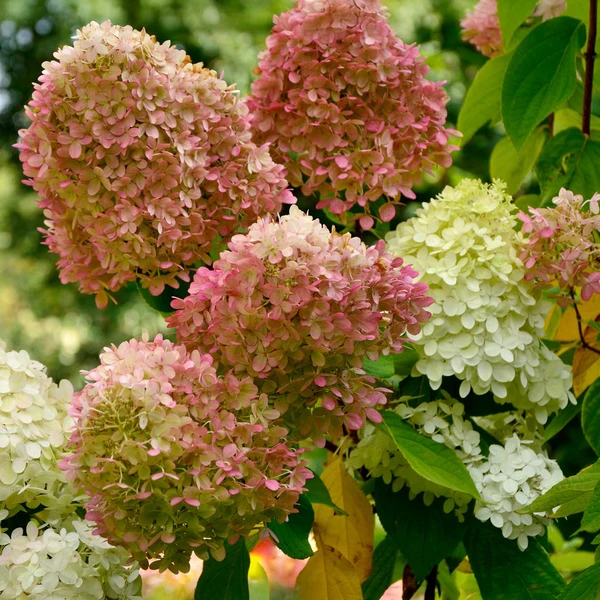 Hortensia paniculé Romantic Ace® Renvagor