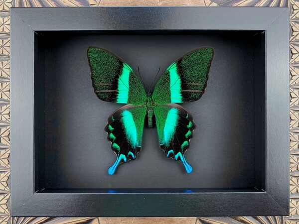 Papilio Blumei - specimen, framed, framed real butterfly in picture frame 15x20