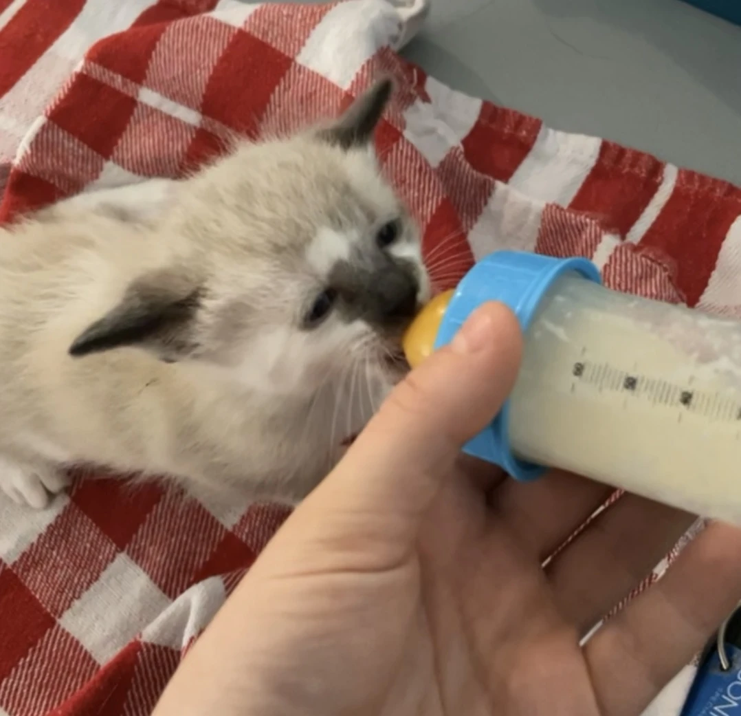  Lait maternisé 