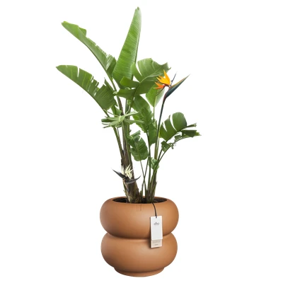 amber roll low 43cm caramel