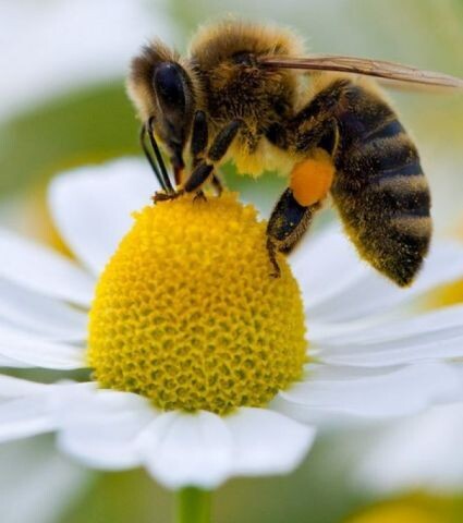 une ruche d'abeille