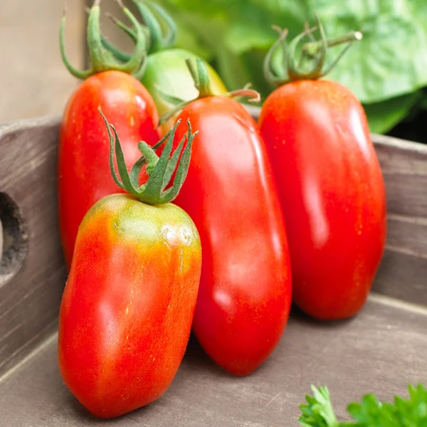 Tomate San Marzano 3