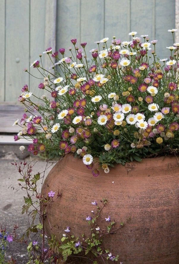 Épinglé sur Home {Backyard}