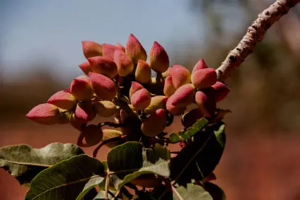 Planta de Pistacho (Pistacia vera) - Agroforestales ESLA