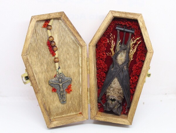 Coffin decorative wood bat OTOMOPS FORMOSUS baroque naturalized bat coffin oddities cabinet of curiosities ancient frame satan
