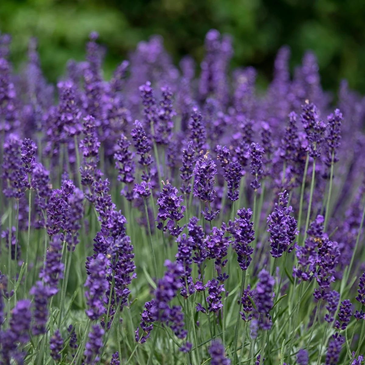 Lavande vraie Hidcote