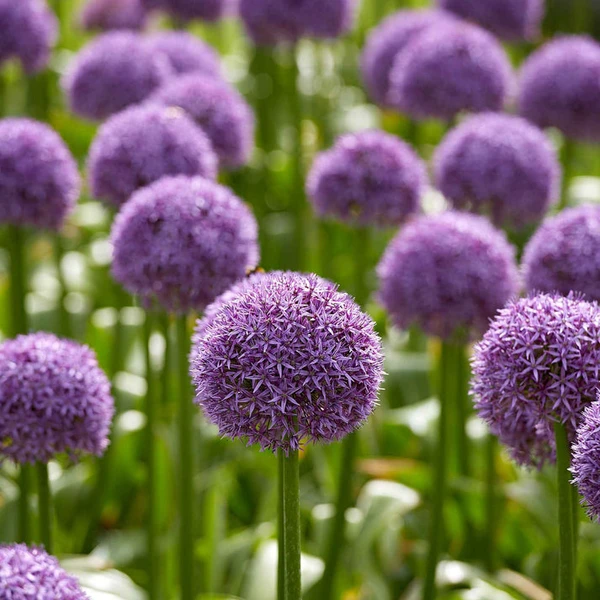 3 Alliums d'ornement Globemaster