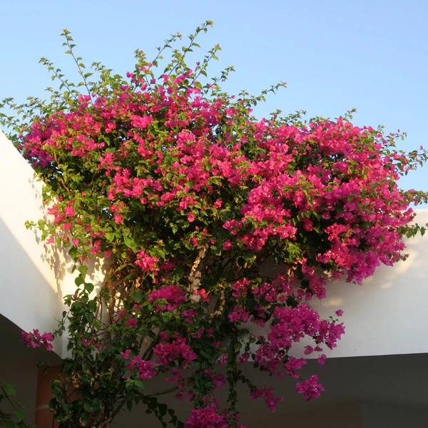 Bougainvillier rose