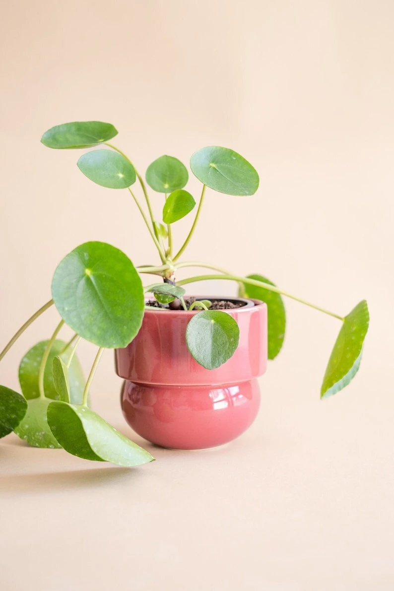 Jardinière rose foncé, jardinière vintage, cadeau d’anniversaire pour Crazy Plant Lady,