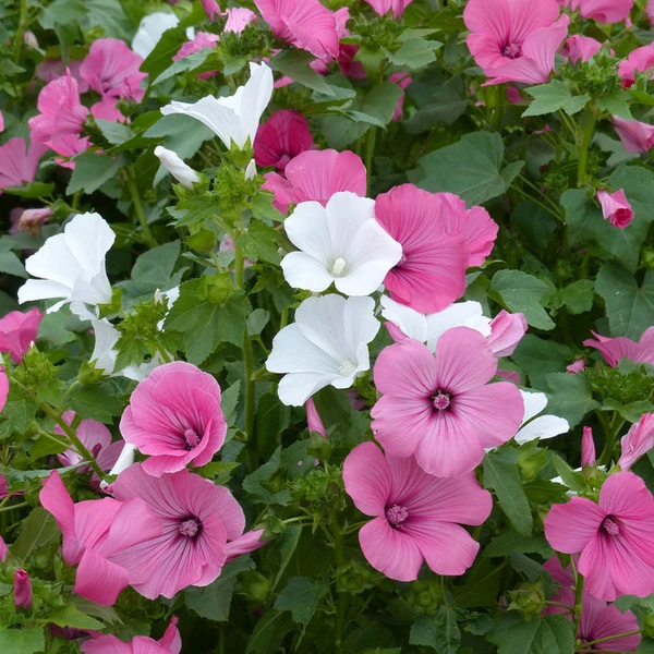 Lavatères à grandes fleurs en mélange