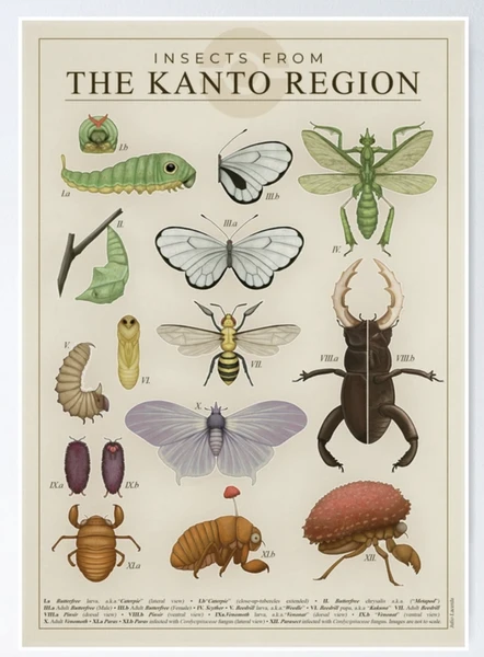 « Insectes de la région du Kanto » par Julio Lacerda | Redbubble