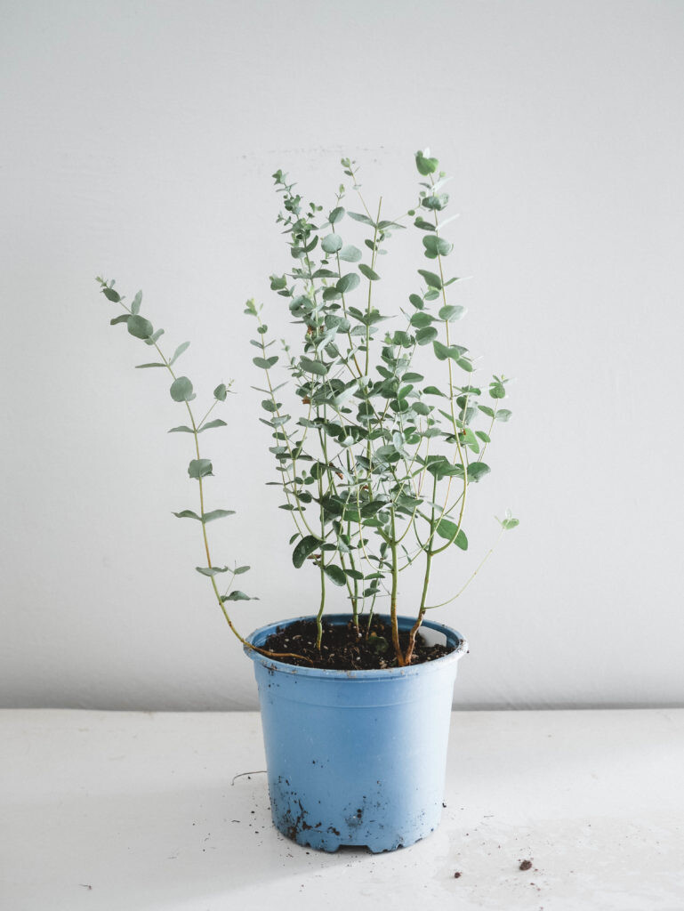 Eucalyptus I Maison Bouture