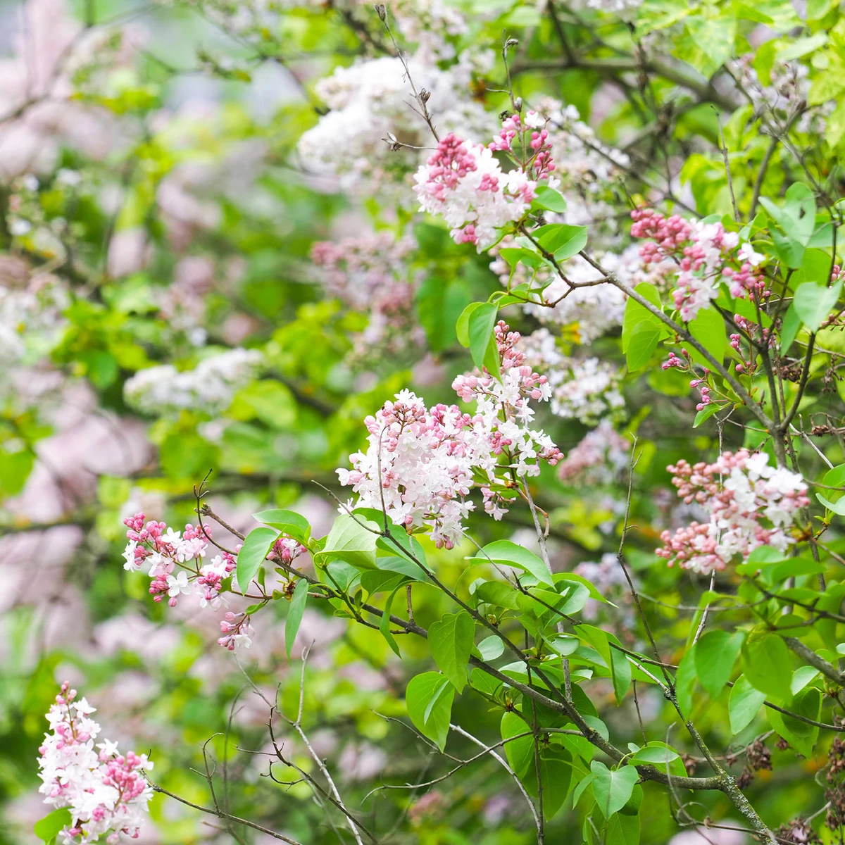 Lilas double Beauty of Moscow