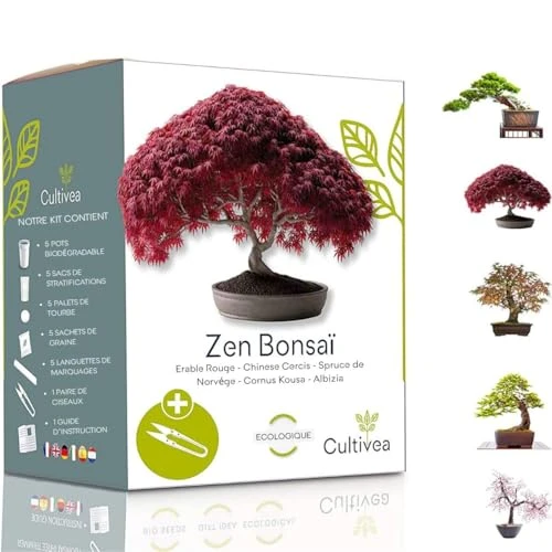 CULTIVEA® Mini Kit Prêt à Pousser Bonsaï – Graines Françaises 100% Écologiques - Jardinez et décorez - Idée Cadeau (Red Mapple, Chinese Cercis, Albizia, Cornus Kousa, Norway Spruce) - Made in France