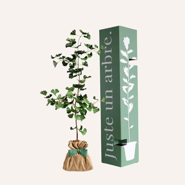 Feuillu - Ginkgo Biloba