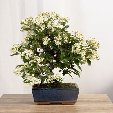 Bonsaï 8 ans Pyracantha sp. ZP-b2