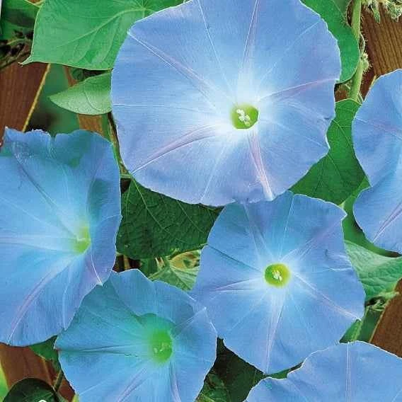 Ipomée à grandes fleurs Heavenly Blue