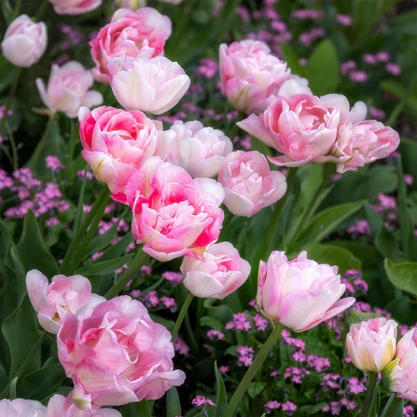 10 Tulipes à fleur de pivoine Angélique
