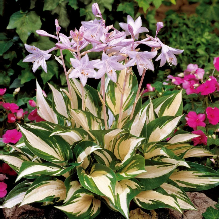 Hosta Feu et glace
